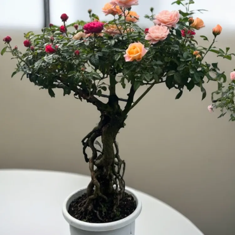 【松之梦园艺】提根盆景造型月季花阳台庭院多季开花