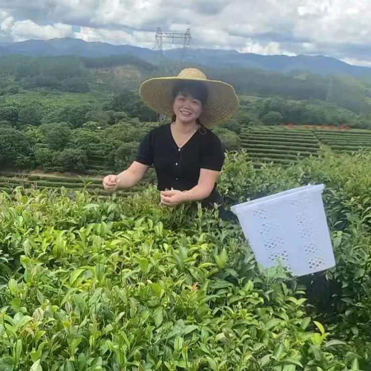 高山八仙茶清香型500g