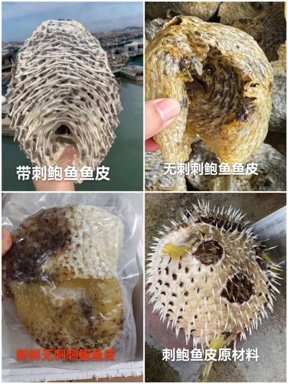 海南无刺刺鲍鱼干 带刺刺龟皮干 冰鲜无刺刺龟皮全国包邮煲汤滋补