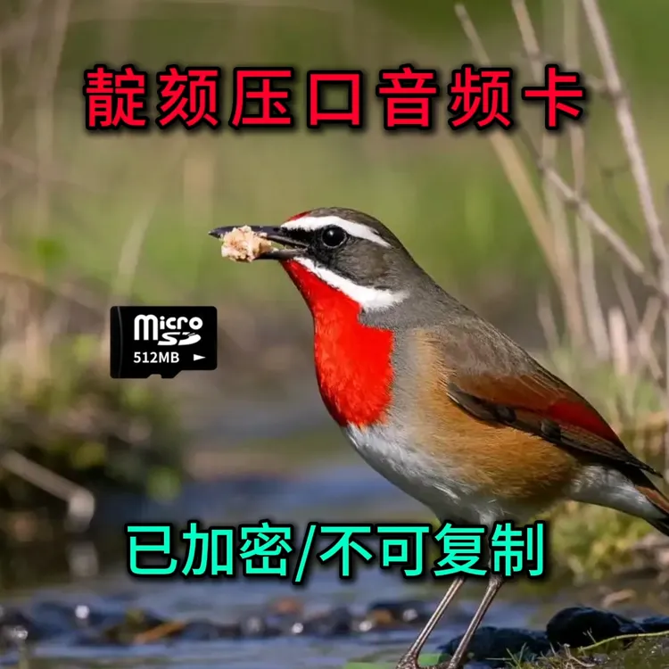靛颏音频卡/宠物鸟类压口用品