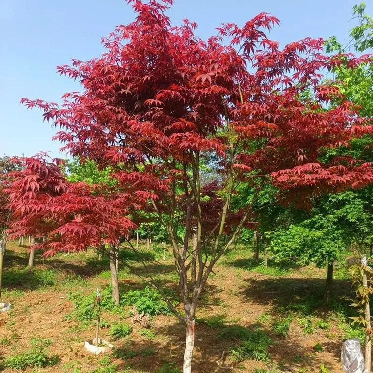 红枫树苗三季红羽毛枫中华小叶红等各种品种