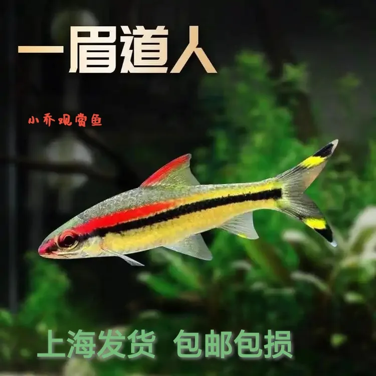 一眉道人热带鱼草缸鱼热带观赏鱼活体鱼群游灯鱼草缸宠物水族好养