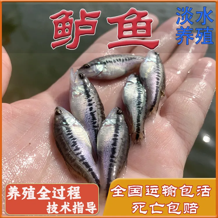大口黑鲈 加州鲈鱼 淡水鲈鱼 宠物水族鱼 鱼缸凶猛观赏鱼路亚放流