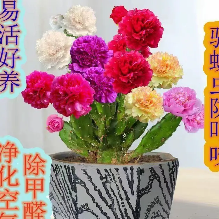 千手观音盆栽好养耐热耐旱多季开花大花重瓣浓香型