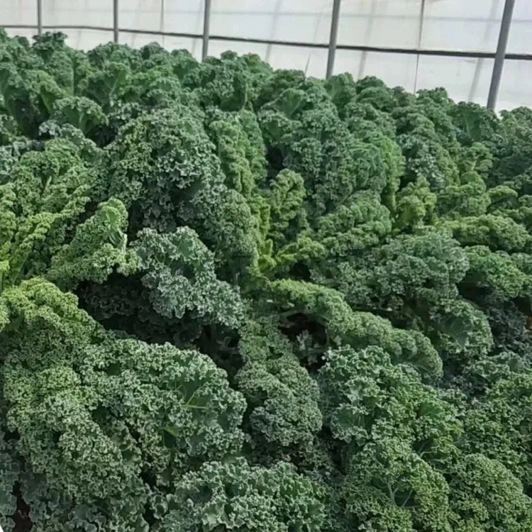 羽衣甘蓝苗绿色羽衣甘蓝紫甘蓝包菜籽蔬菜种子蔬菜苗