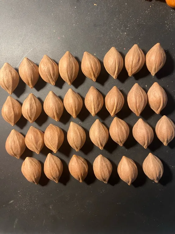 橄榄核一组30颗 学徒用料 橄榄核原料 均匀饱满颜色好1.8左右