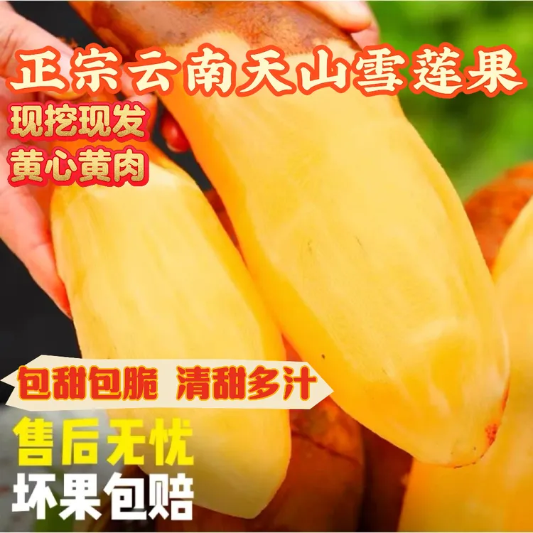 云南天山雪莲果应季新鲜现挖黄心水果清甜脆爽多汁