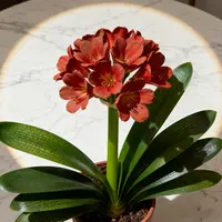 正宗原生高端君子兰绿植盆栽室内花卉四季常青好养活基地园艺绿植