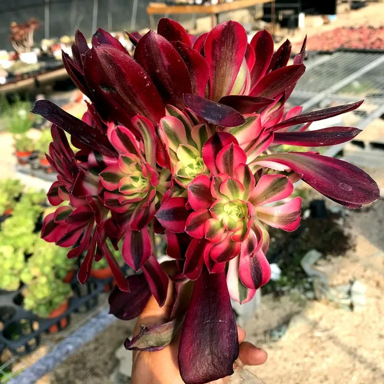 美杜莎法师 多肉植物 肉肉植物 萌肉肉组合盆栽 阳台花卉 陌上花