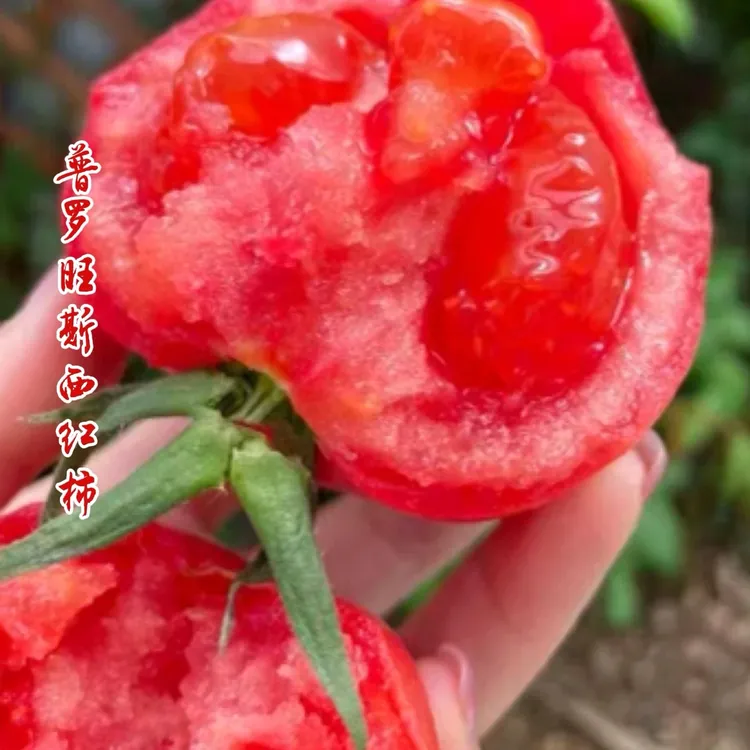 陕西泾阳沙瓤水果西红柿自然熟沙瓤酸甜多汁新鲜采摘应季水果