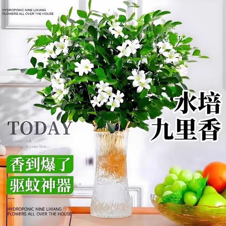 九里香盆栽四季开花水培植物桌面绿植客厅室内发财树花卉懒人好养