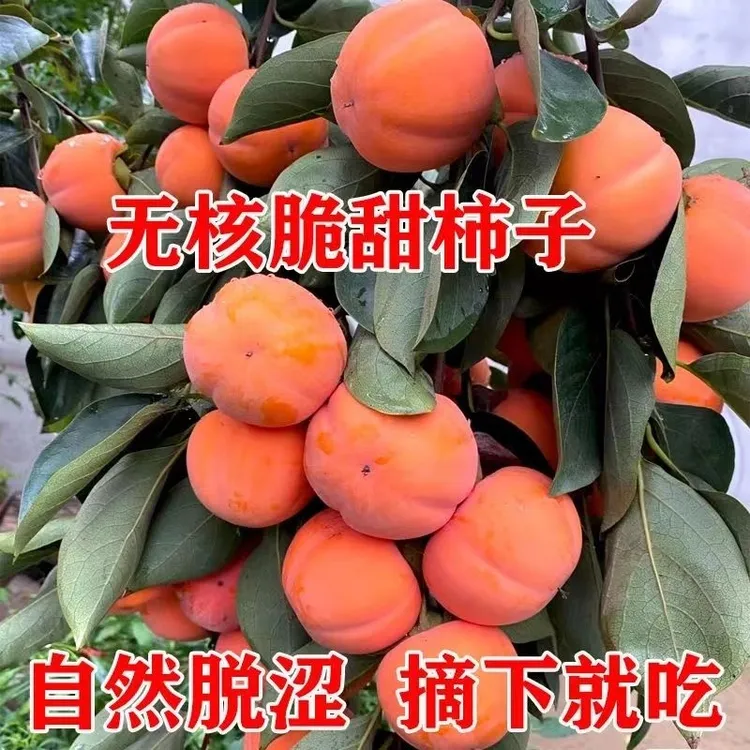 冰糖柿子树苗脆皮甜脆柿子苗南北方种植地栽盆栽地栽