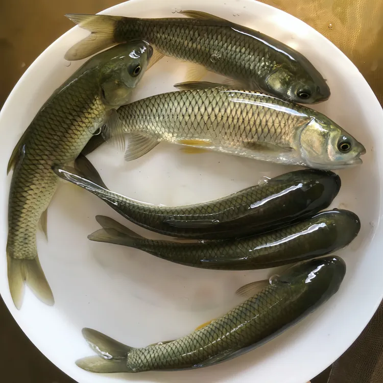 活体草鱼 鲩鱼 脆肉鲩淡水养殖观赏鱼耐活易养四大家鱼