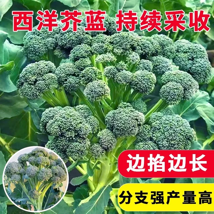（新疆包邮）西兰苔种子西洋芥兰种籽小西蓝花芥蓝菜苔菜心四季播种