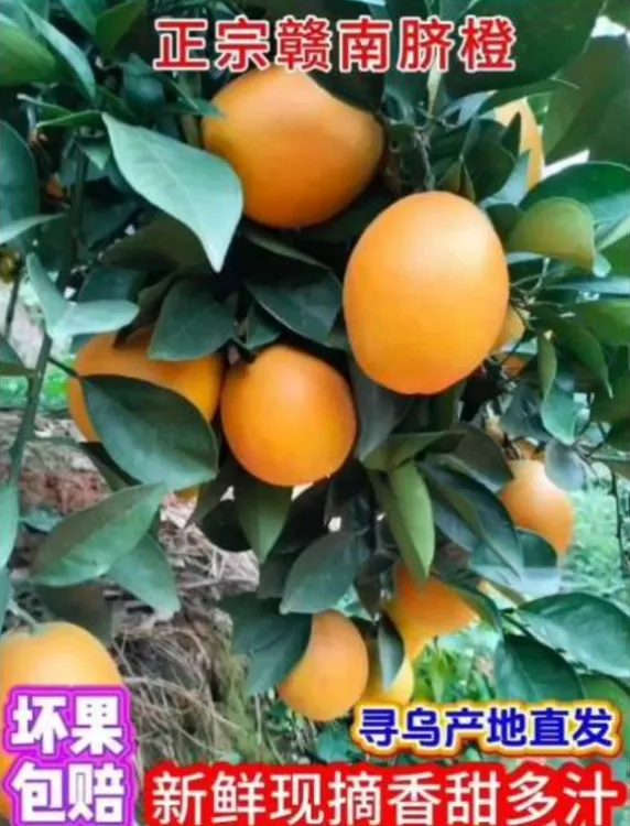 （寻乌）正宗赣南脐橙新鲜采摘原产地直发5/10斤