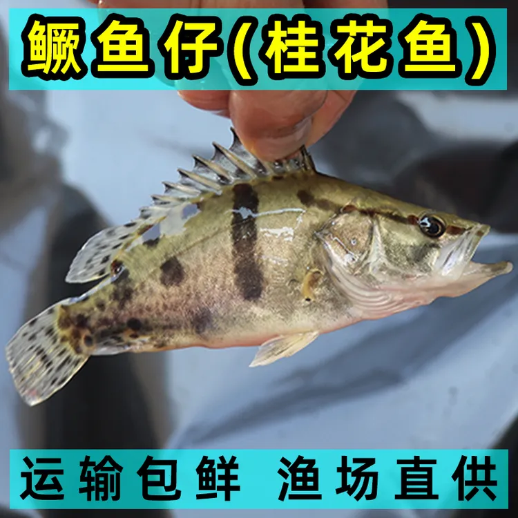 正品发货鳜鱼观赏可养殖食用淡水肉食性鱼类