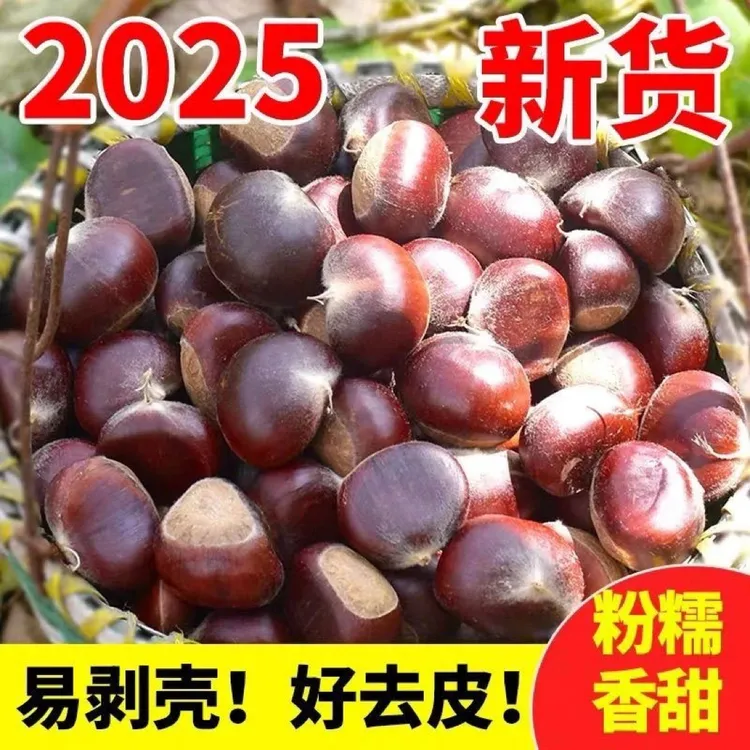 2025年新鲜板栗现摘现发好剥皮熟吃粉糯香甜贵州产地直发