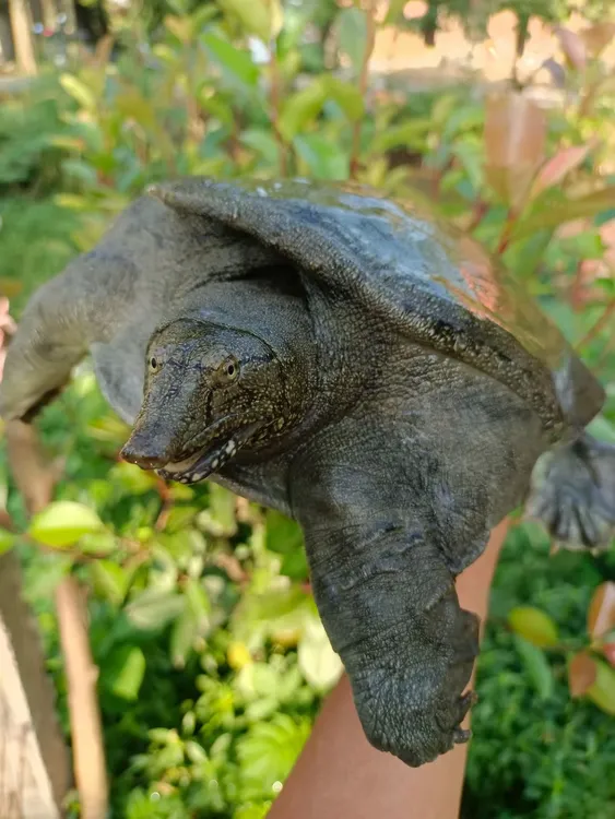 洞庭湖深水外塘生态年份甲鱼