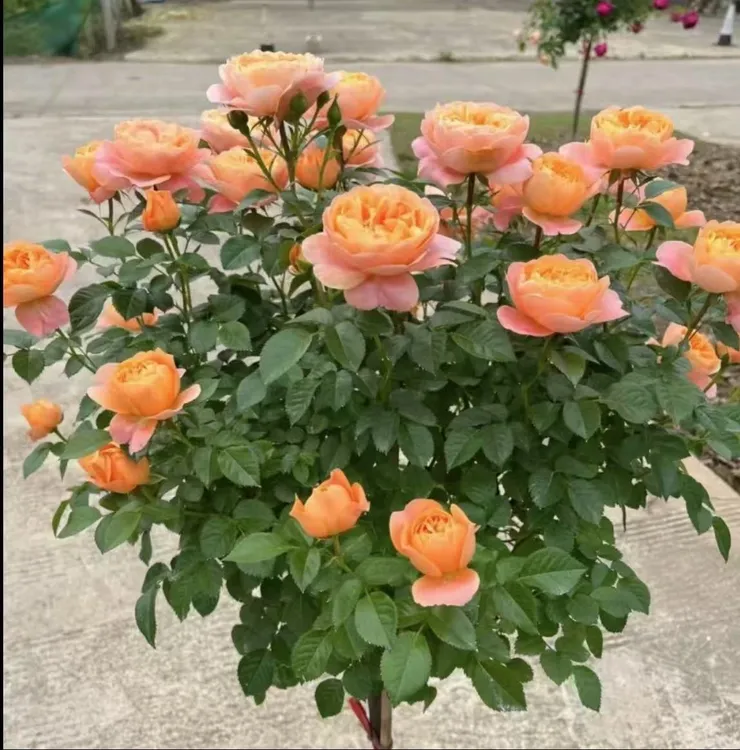 【带花苞】果汁阳台树桩月季棒棒糖阳台庭院四季开花耐寒好养