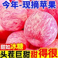 陕西白水红富士苹果水果新鲜脆甜多汁5/10斤当季头茬直发冰糖心