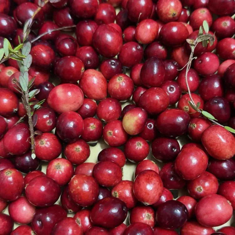 【稀有鲜果】蔓越莓鲜果现摘现发 酸爽爆汁 当季限量尝鲜错过等明年