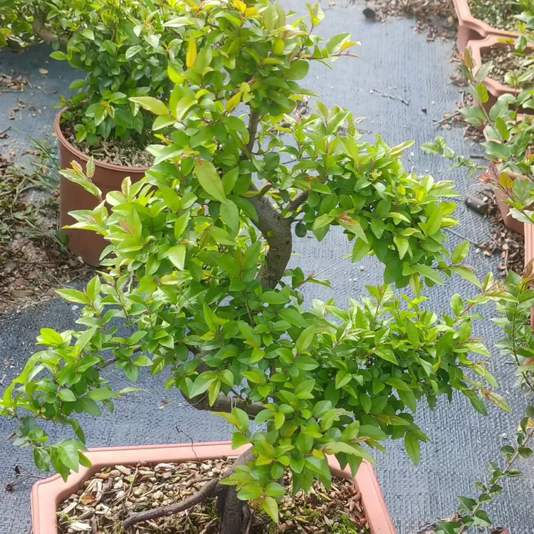 小叶雀梅悬崖飘枝造型花卉绿植盆栽客厅室内客厅好养禅意中式盆景