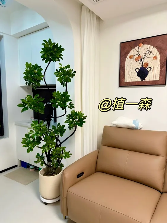 【鸭脚木】一物一拍盆栽老桩造型富贵绿植真鸭掌木室外室内盆栽植物