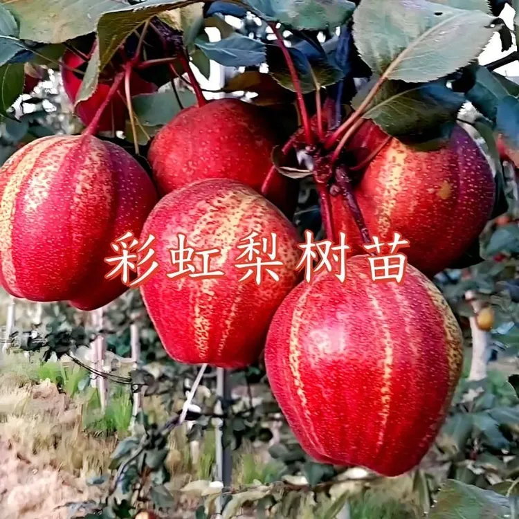 正宗彩虹梨树苗新皮薄多汁清甜爽盆栽地栽南方北方种植