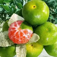 新鲜现摘高山蜜桔薄皮无籽青皮橘子酸甜多汁应季水果