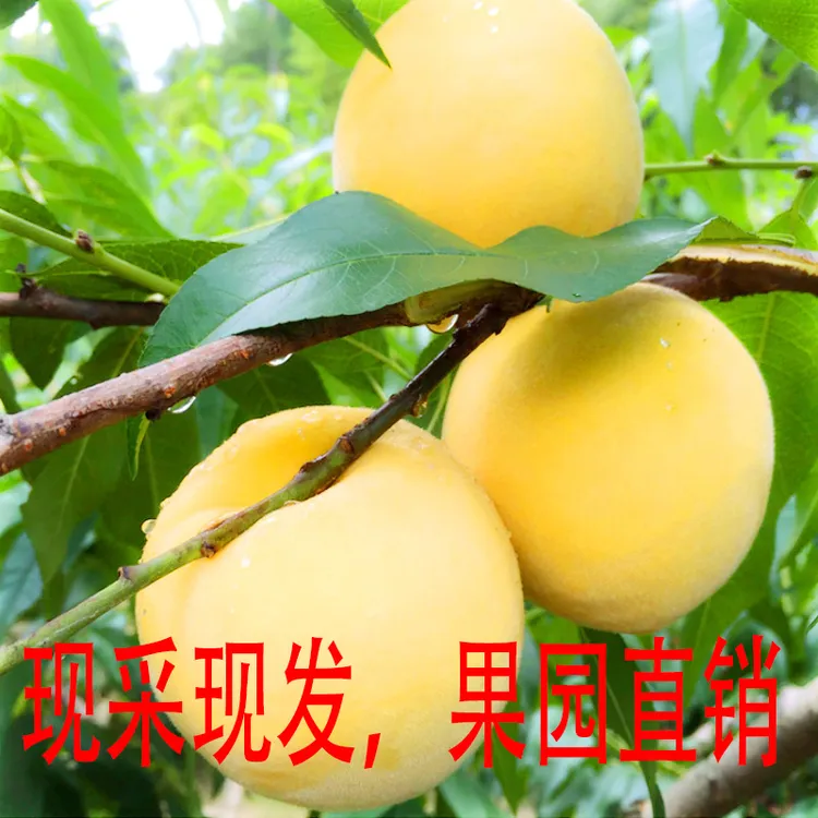 贵州锦绣黄桃新鲜水果现摘现发果园直销孕妇儿童皆宜
