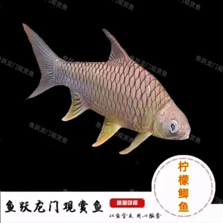 黄腹柠檬鲫鱼泰国鲫鱼龙缸高档配鱼