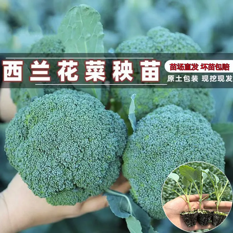 西兰花苗甘蓝苗菜花苗花菜苗包心菜卷心菜莲花菜西蓝花四季蔬菜苗