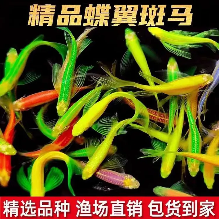 蝶翼斑马鱼长尾长鳍大帆翡翠绿观赏鱼龙凤冷水小型淡水好养小活鱼