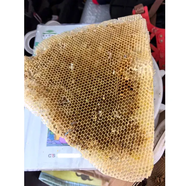 深山土蜂蜜蜂巢蜜不含工业石蜡干蜂巢 诱蜂新老现采割天然蜂窝