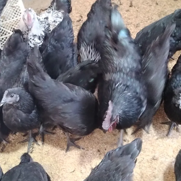 山林散养五黑母鸡花色自选4只冰鲜肉质鲜嫩，2斤半左右的4只母鸡