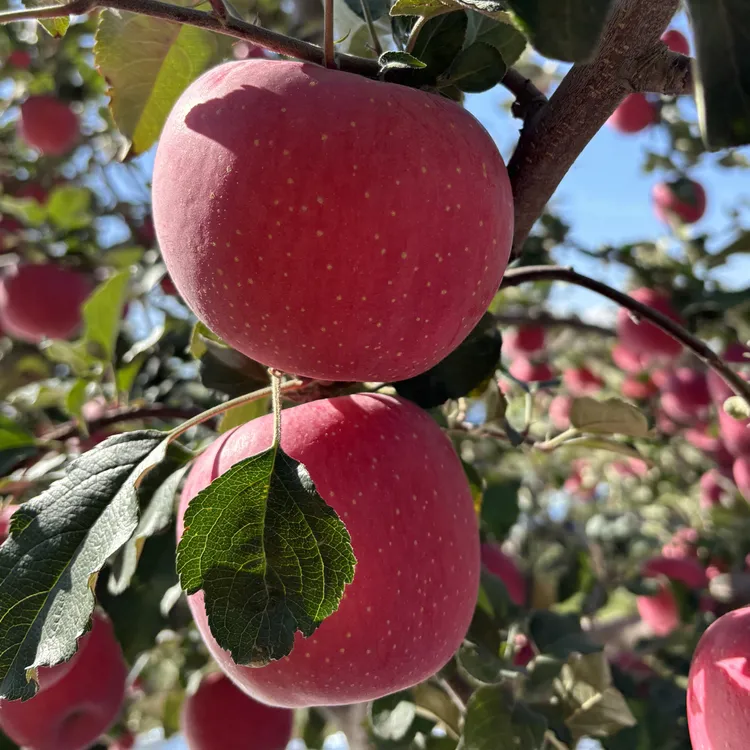 庄浪苹果甘肃庄浪高海拔红富士苹果临汾女网红高赢vs