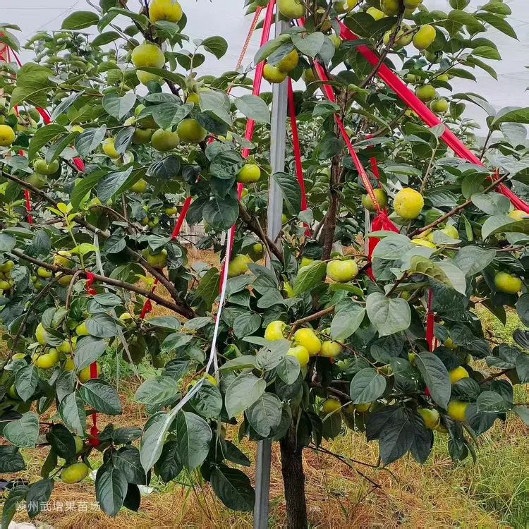 太秋甜柿当年土球苗 脆甜多汁 品质高 简单易种成活率高