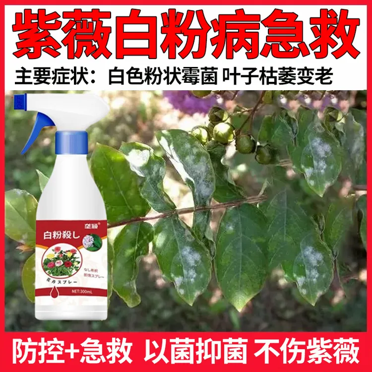 紫薇急救白粉病专用营养液叶子有白色粉末状斑点快速脱粉抑菌喷雾