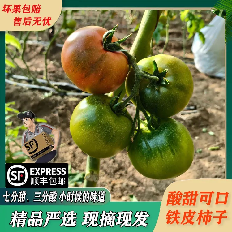 铁皮柿子草莓柿子【热销】【精选中果（鸡蛋大小）】番茄【店主推荐】