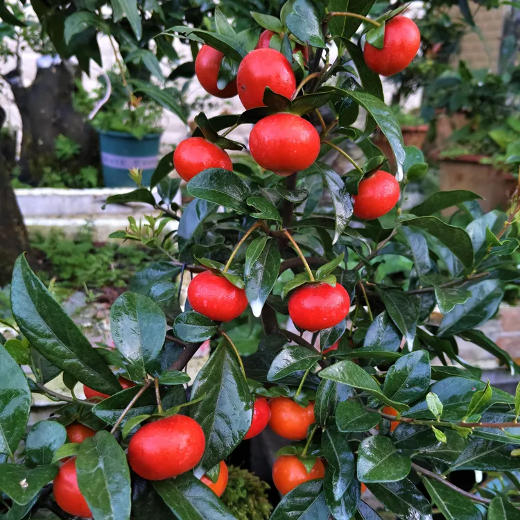 金弹子血红算盘果嫁接苗