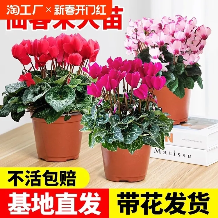 仙客来盆栽带花苞花苗室内客厅阳台重瓣长寿花卉四季开花好养植物