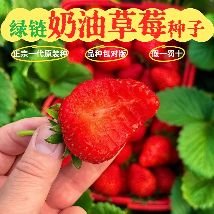 【四季奶油草莓种子】正宗精品奶香超甜阳台室内水果盆栽易活易种
