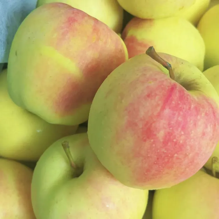 辽宁黄元帅苹果酥脆多汁奶油金帅苹果【顺丰包邮】