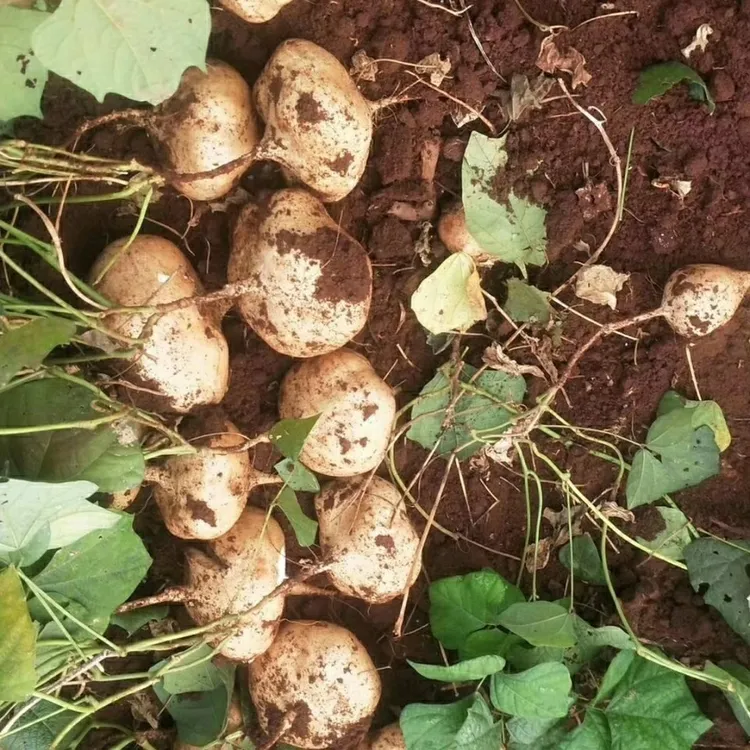 云南新鲜现挖凉薯地萝卜红薯凉薯沙葛正宗白地瓜地瓜凉薯水果特产