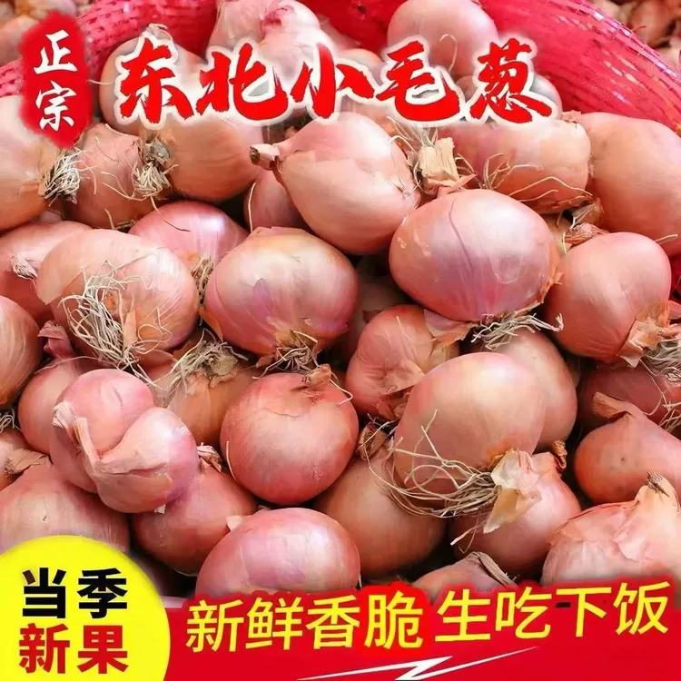 东北特产新鲜毛葱大号笨毛葱紫葱洋葱珠葱产地直发农家种