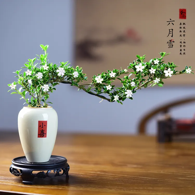 造型六月雪盆景飘枝悬崖室内植物办公花卉茶室桌面观赏摆件