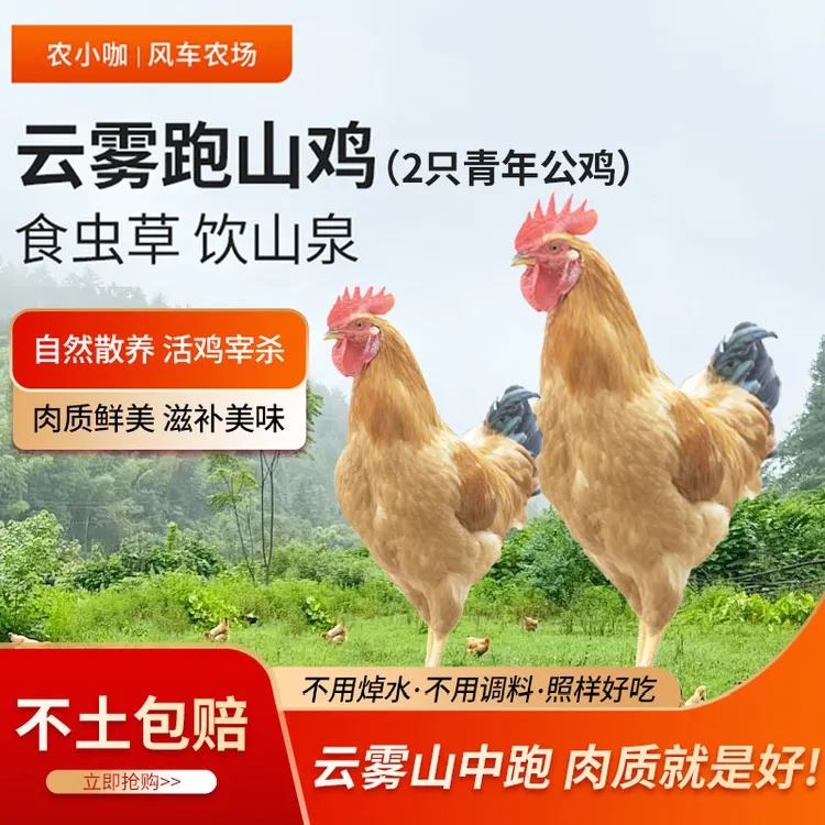 农小咖黄山跑山鸡走地鸡深山散养青年公鸡农家土鸡新鲜现杀现发