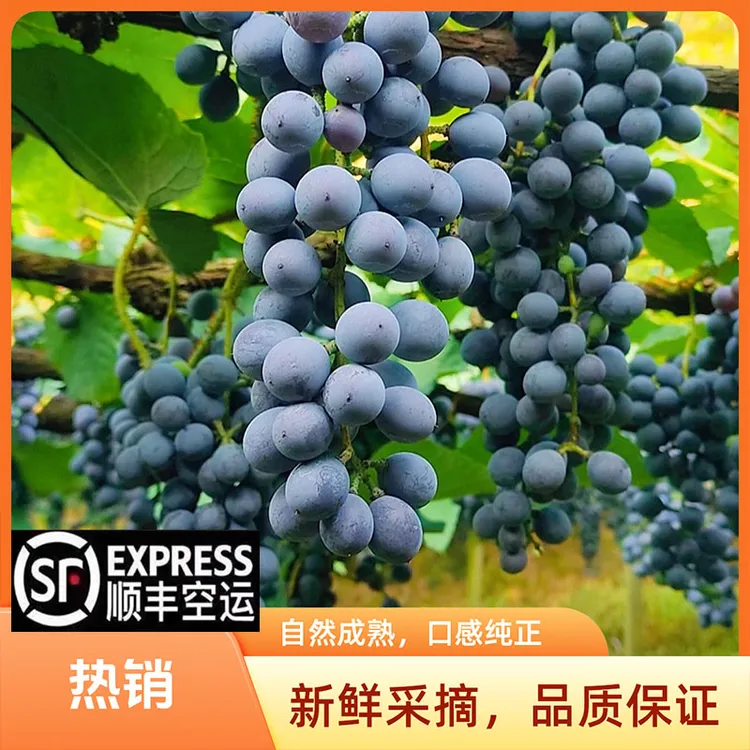 【顺丰包邮】现摘新鲜高山刺葡萄湖南怀化当季水果孕妇小孩皆宜