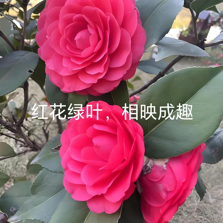 养茶必入大红茶花喜庆艳丽单朵花期10到15天东北笨养养不死的茶花