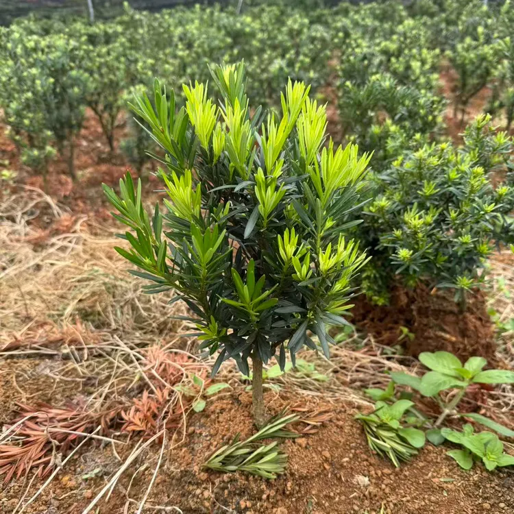 正宗小叶贵妃罗汉松树苗盆栽耐寒耐热司机常绿庭院阳台爆款批发